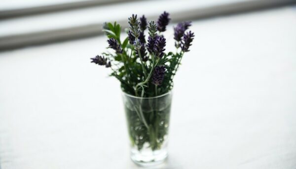 Lavendel ist die Powerpflanze mit großer Wirkung